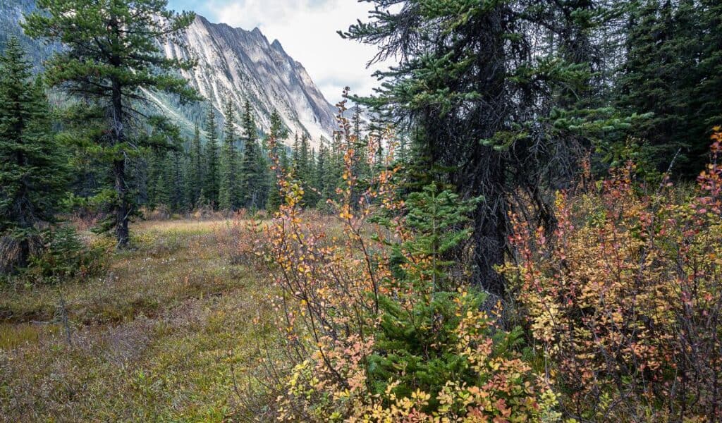 The colors of the fall in the meadow before reaching Lake Sherbruck